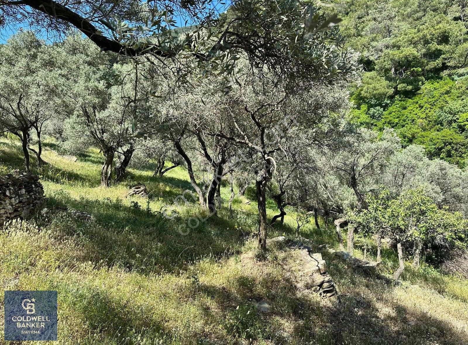 Bayındırda 800 Zeytin Ağaçlı 13.315 M² Tek Tapu Zeytinlik - Görsel 5