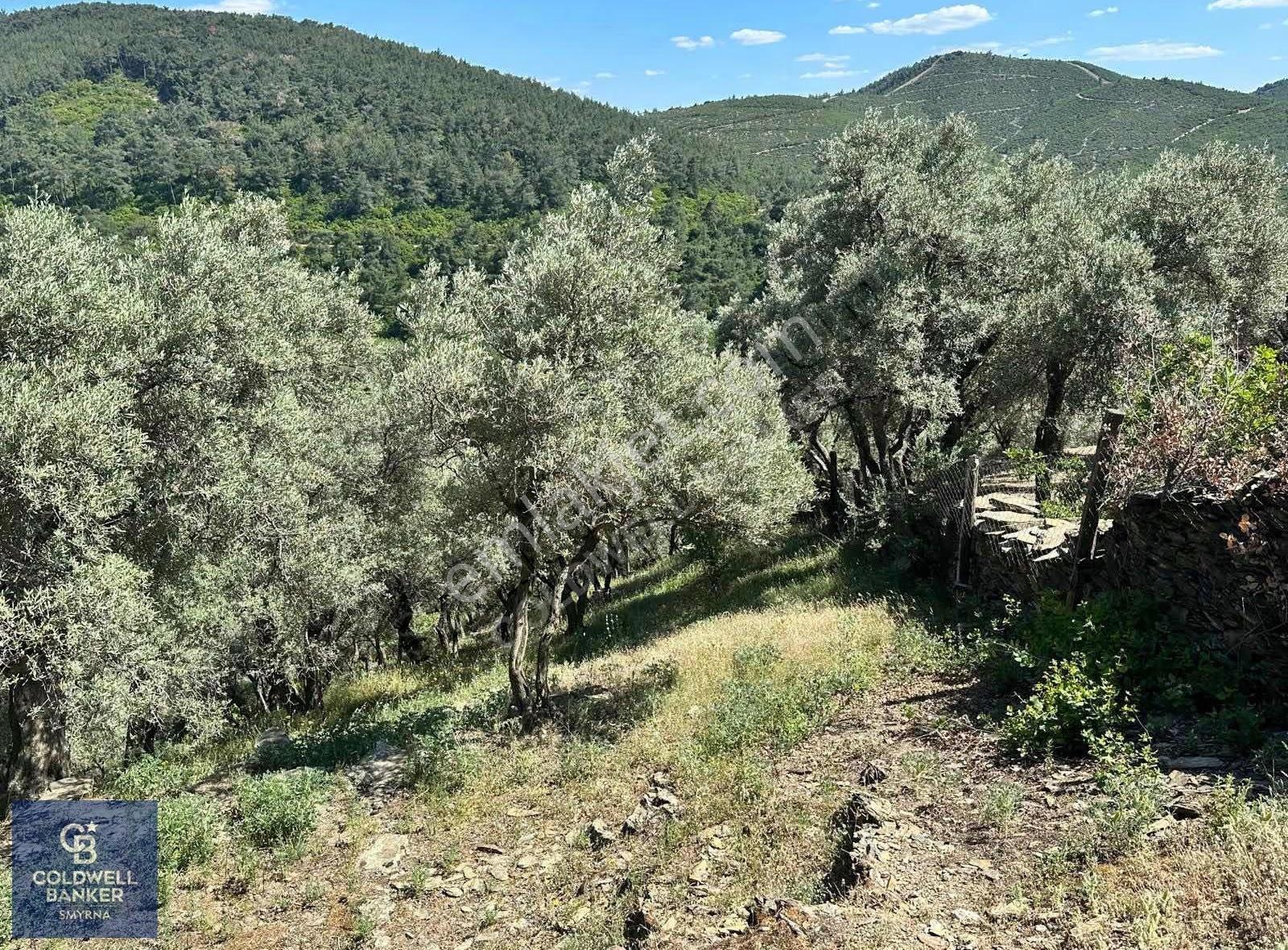 Bayındırda 800 Zeytin Ağaçlı 13.315 M² Tek Tapu Zeytinlik - Görsel 8
