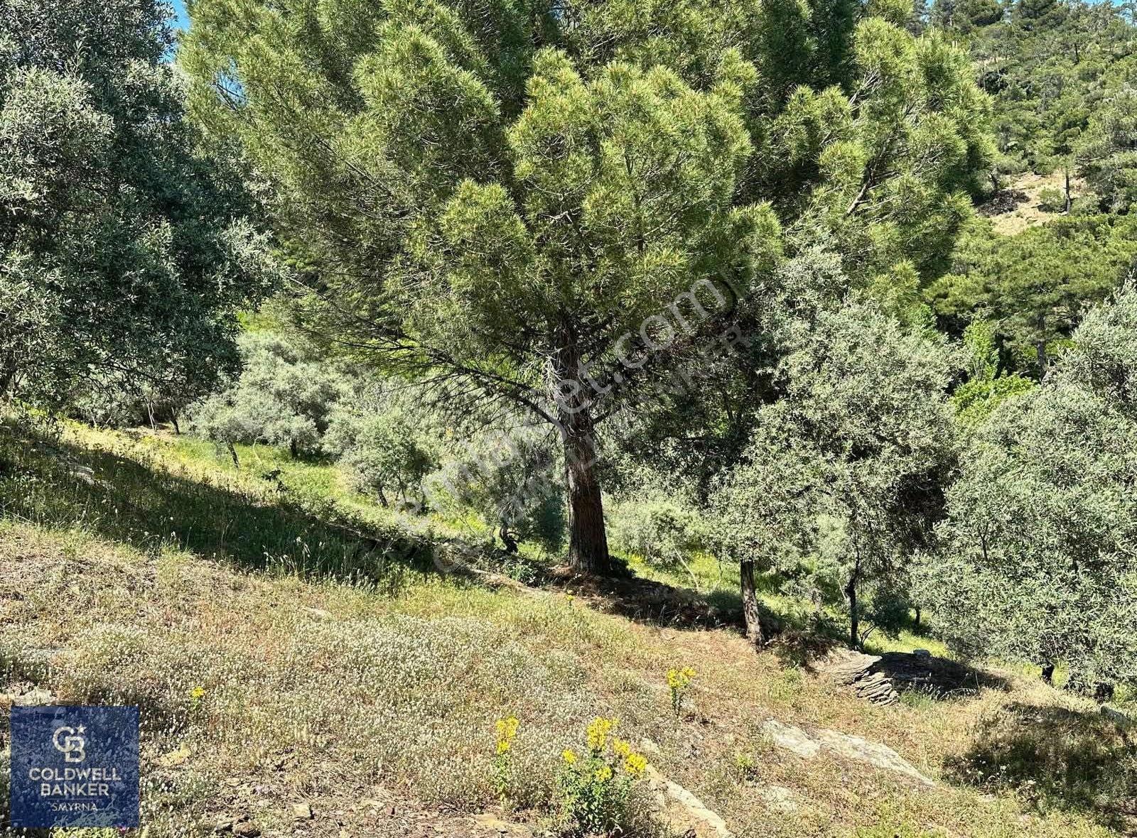 Bayındırda 800 Zeytin Ağaçlı 13.315 M² Tek Tapu Zeytinlik - Görsel 6