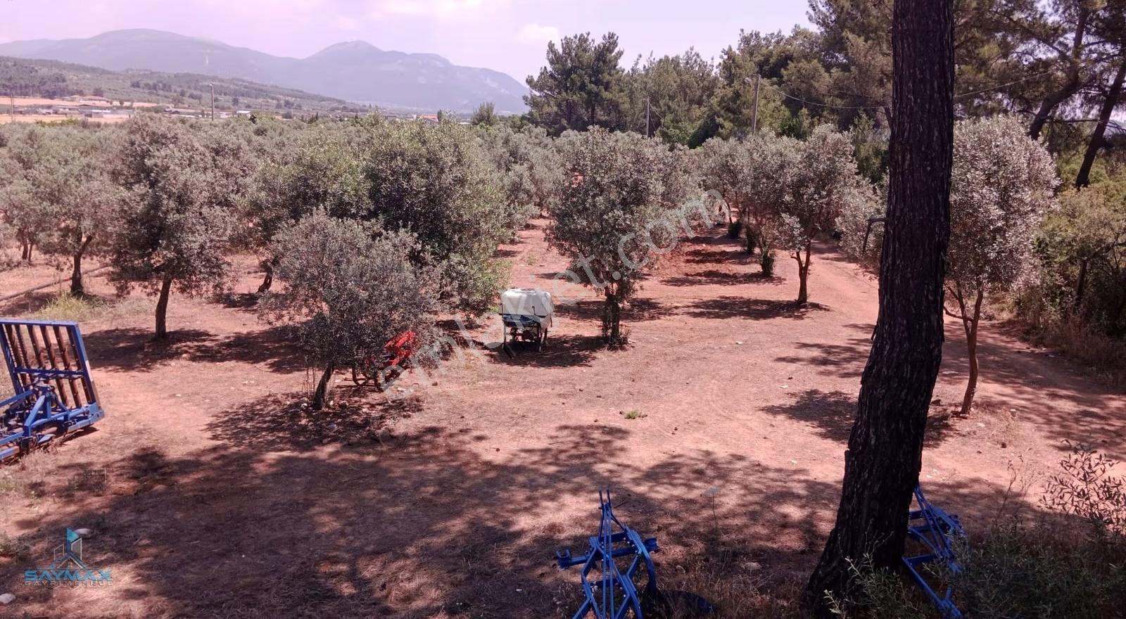 İzmir -buca-karaağaç'ta 46.500 M2 Satılık Tarla/bağ/bahçe/ev.... - Görsel 4