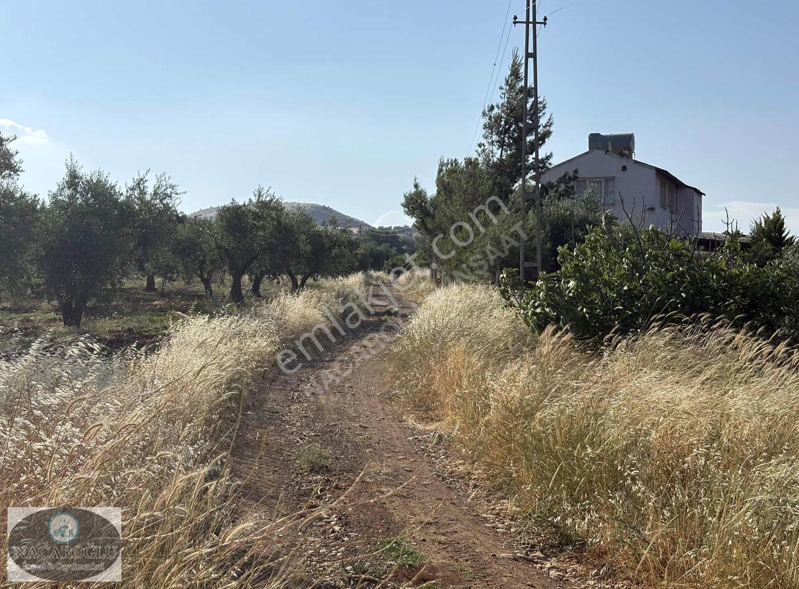 Ncr'den 9.120 M2 180ağaç Zeytin 70 Ağaç Satılık Fıstık