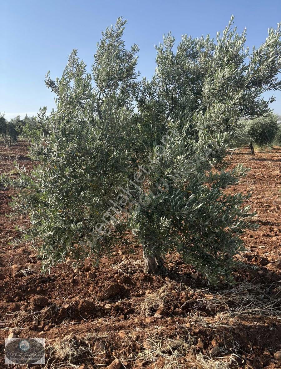 Ncr'den 9.120 M2 180ağaç Zeytin 70 Ağaç Satılık Fıstık - Görsel 3