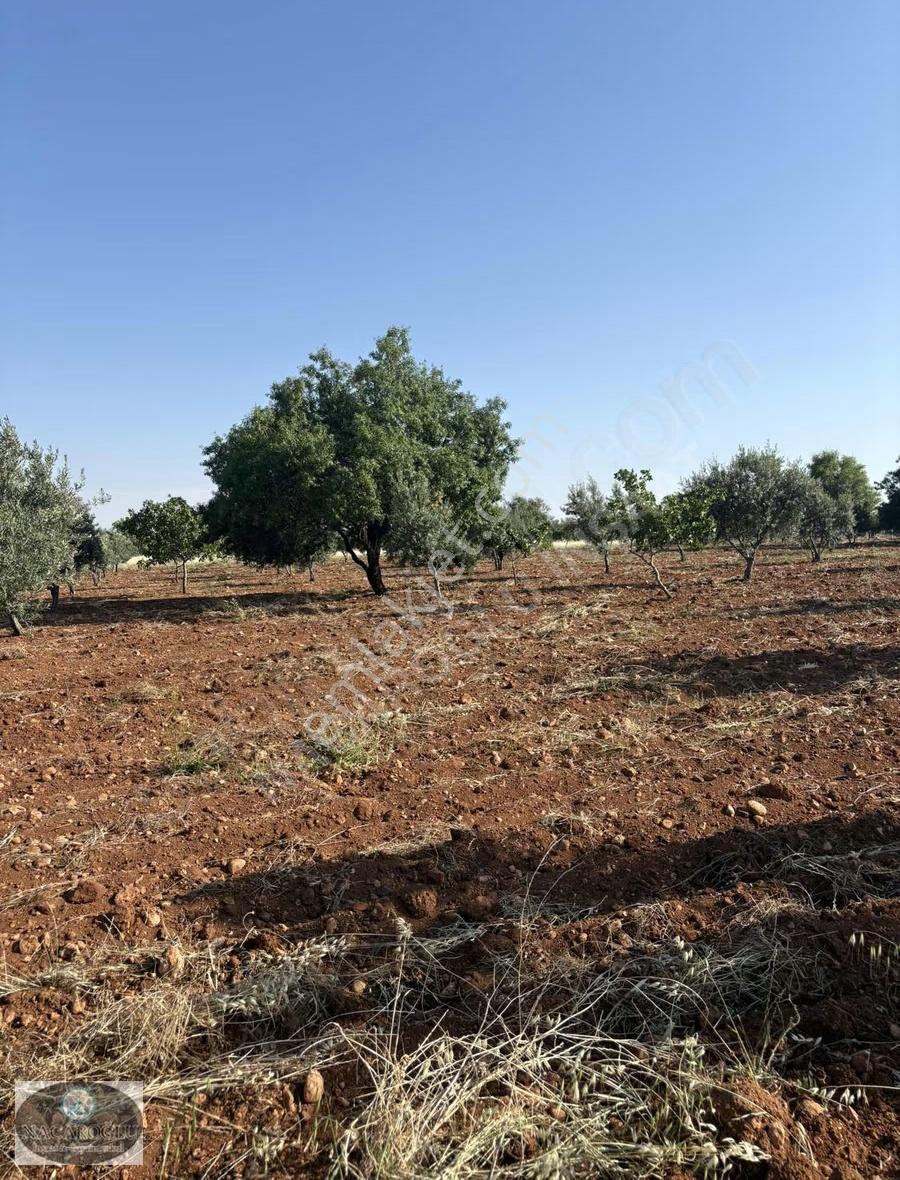 Ncr'den 9.120 M2 180ağaç Zeytin 70 Ağaç Satılık Fıstık - Görsel 6