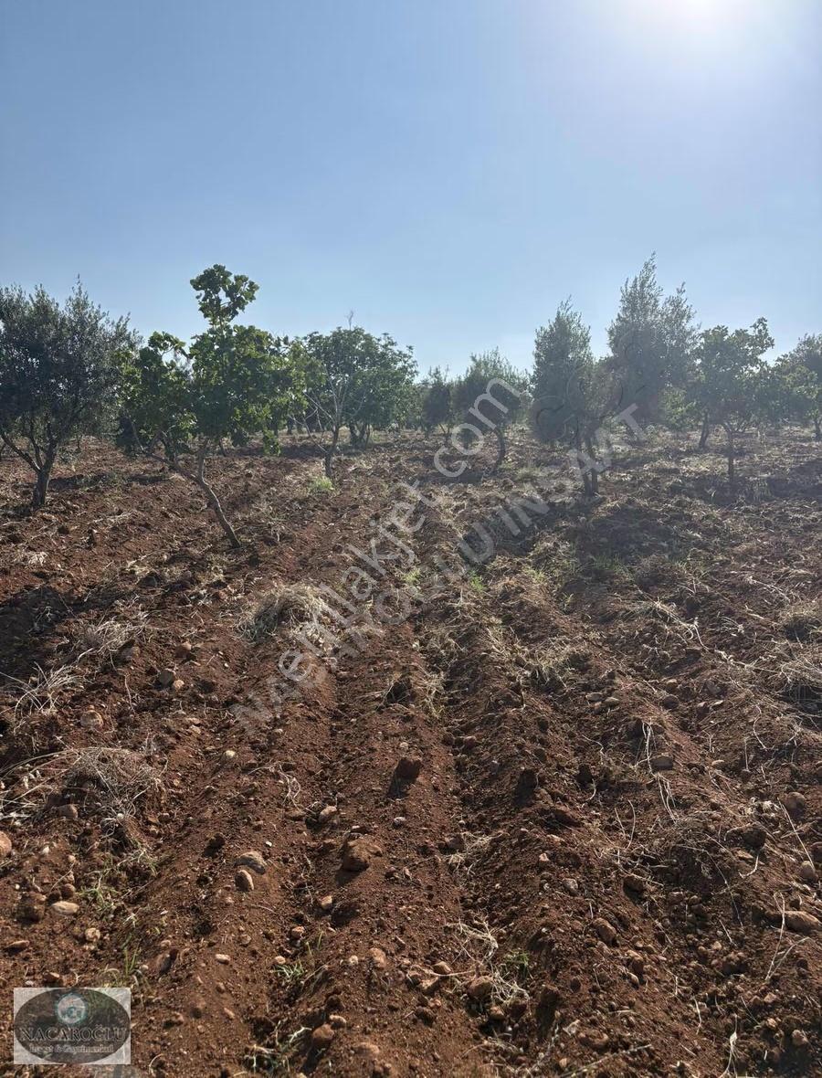 Ncr'den 9.120 M2 180ağaç Zeytin 70 Ağaç Satılık Fıstık - Görsel 14