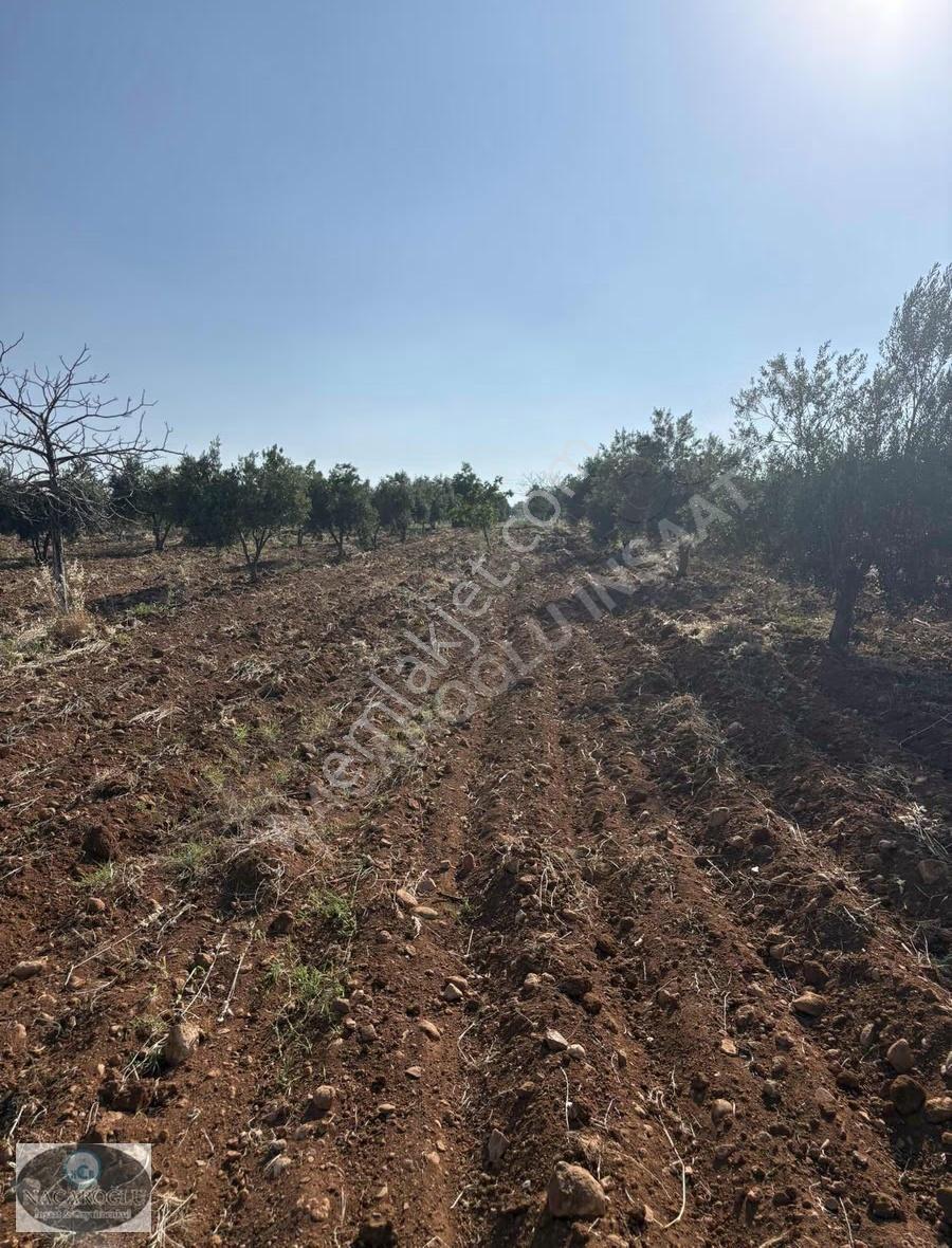Ncr'den 9.120 M2 180ağaç Zeytin 70 Ağaç Satılık Fıstık - Görsel 7