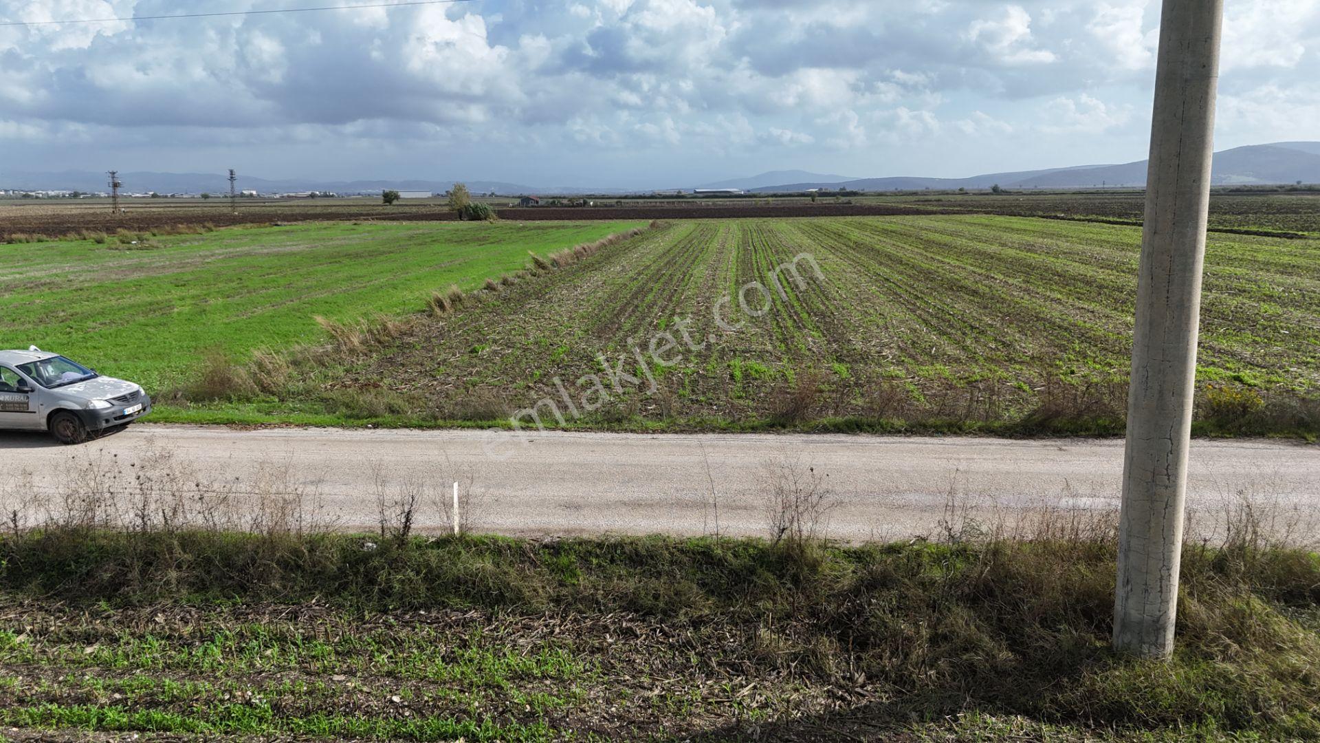 İzmir Menderes Tekelide 4644 M2 1/2 Hisseli Asalt Yol Cepheli - Görsel 3