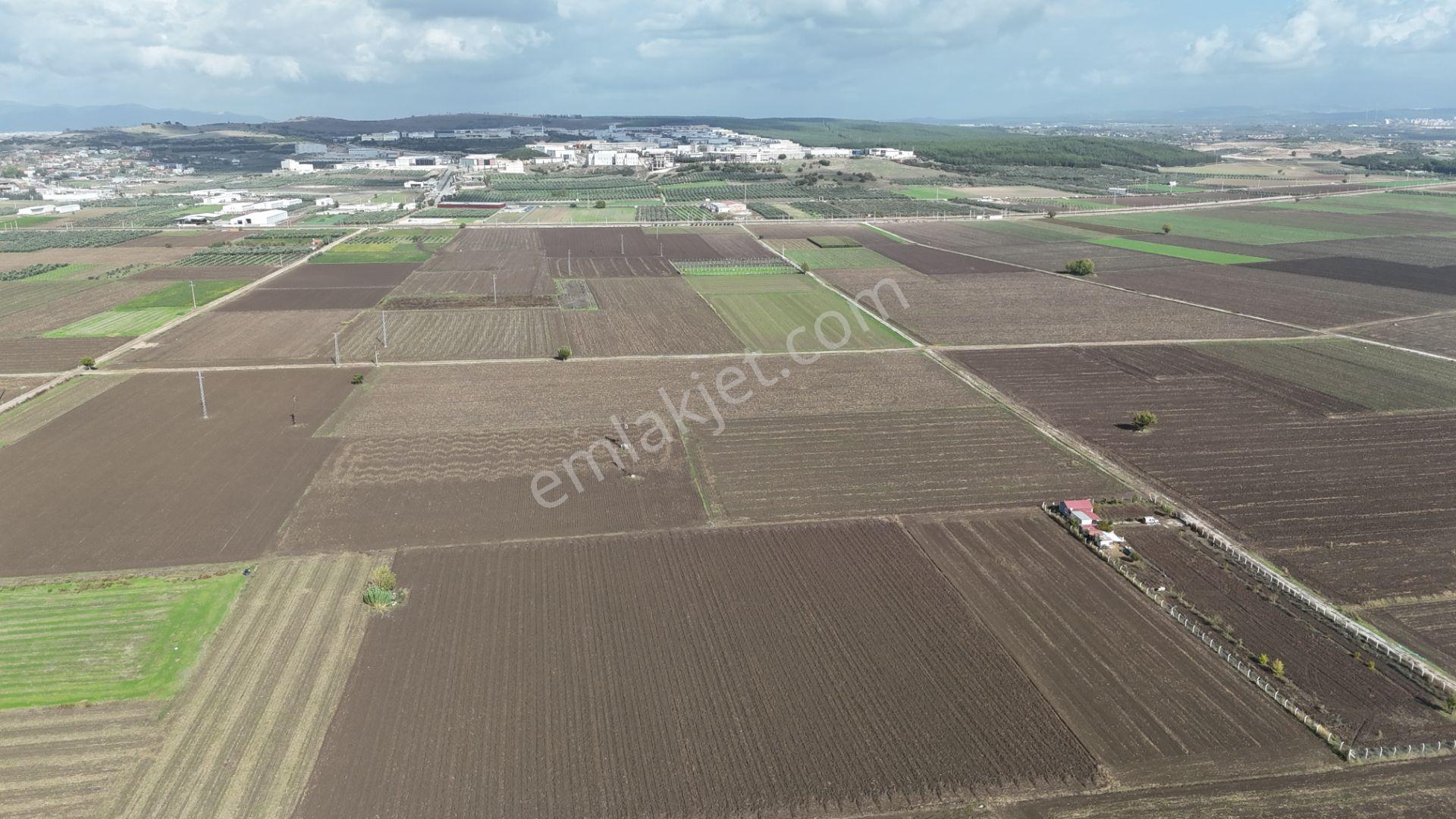 İzmir Menderes Tekelide 4644 M2 1/2 Hisseli Asalt Yol Cepheli - Görsel 13