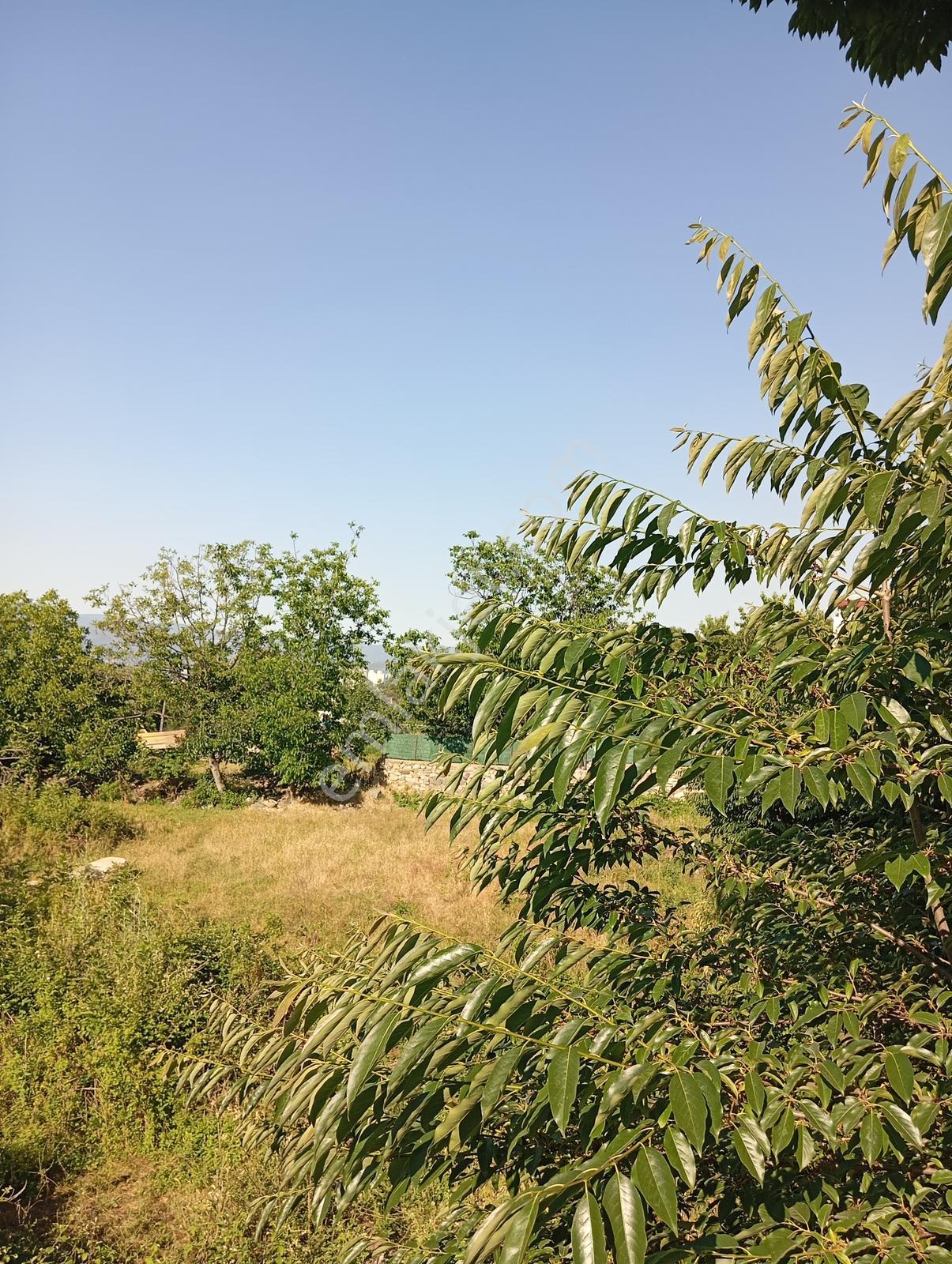 Cumalıkızık Köy İçinde 980 M2 Bahçe - Görsel 10