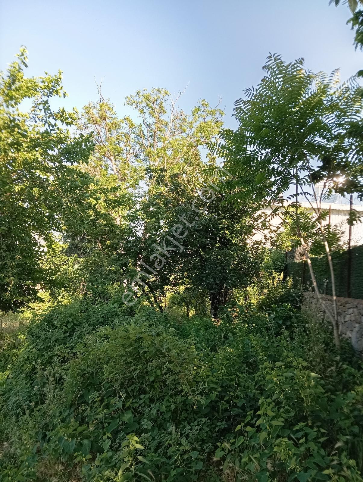 Cumalıkızık Köy İçinde 980 M2 Bahçe - Görsel 27