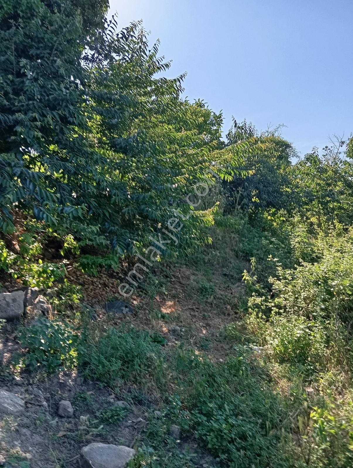 Cumalıkızık Köy İçinde 980 M2 Bahçe - Görsel 18