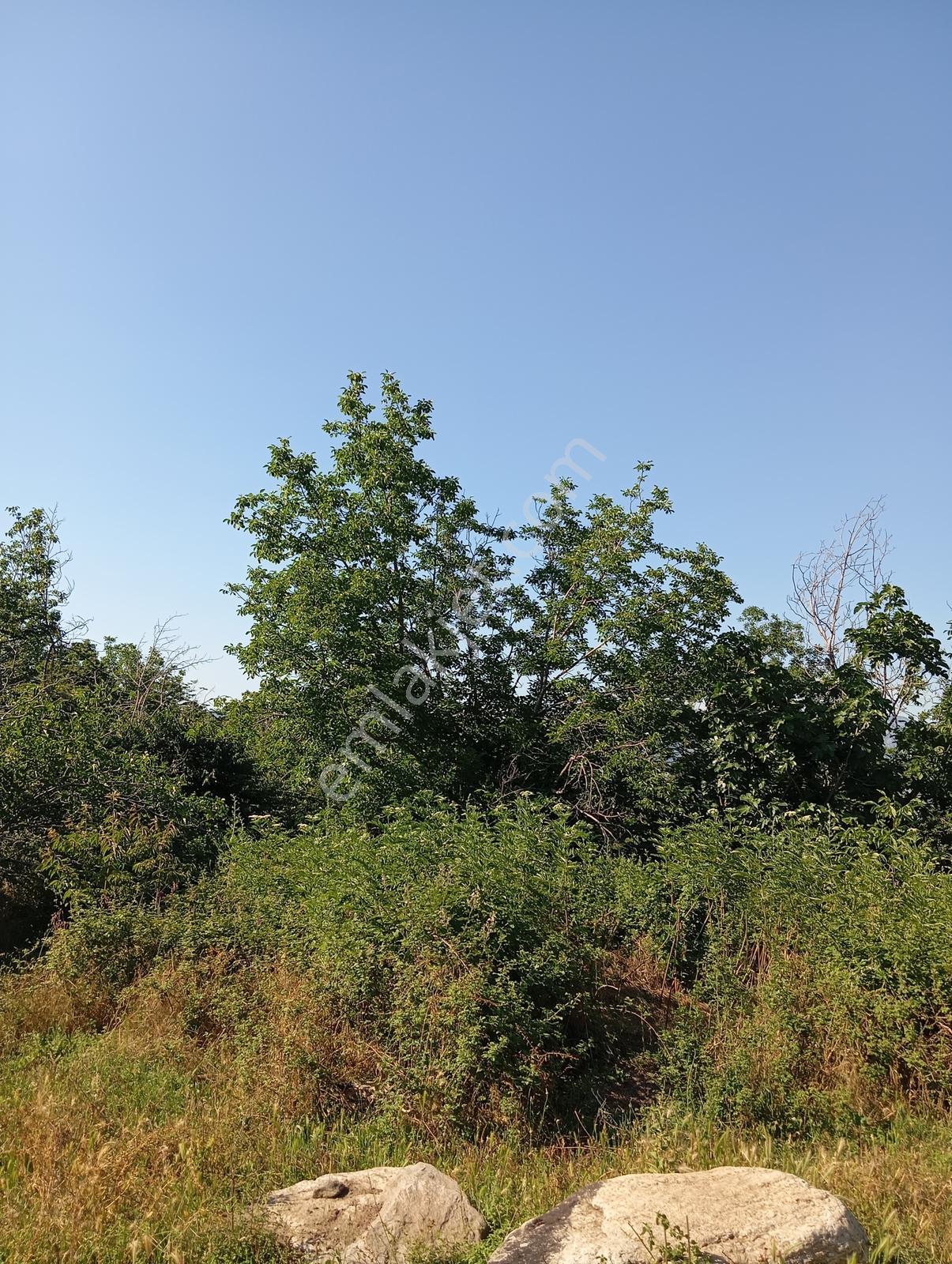 Cumalıkızık Köy İçinde 980 M2 Bahçe - Görsel 32