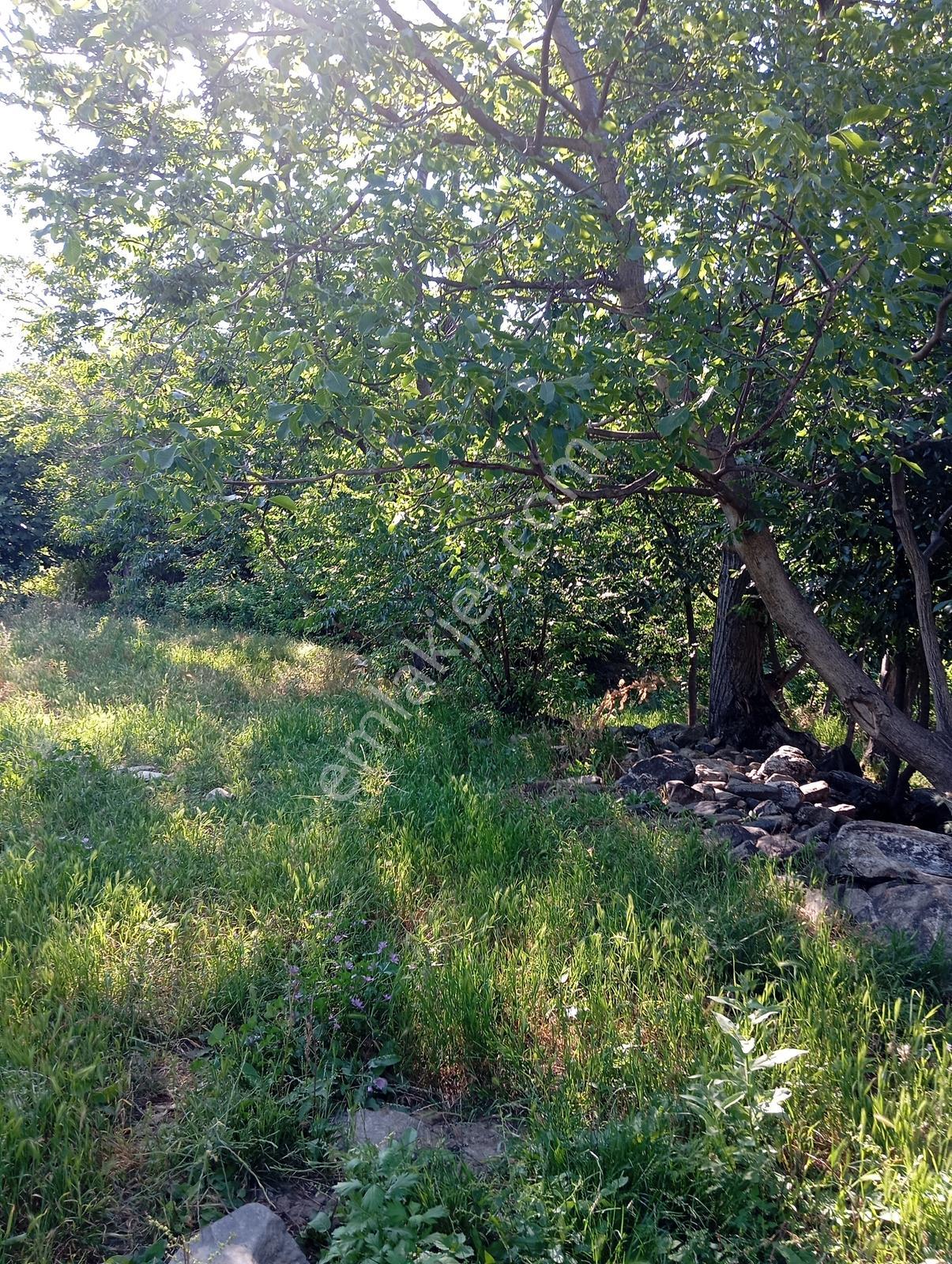 Cumalıkızık Köy İçinde 980 M2 Bahçe - Görsel 4