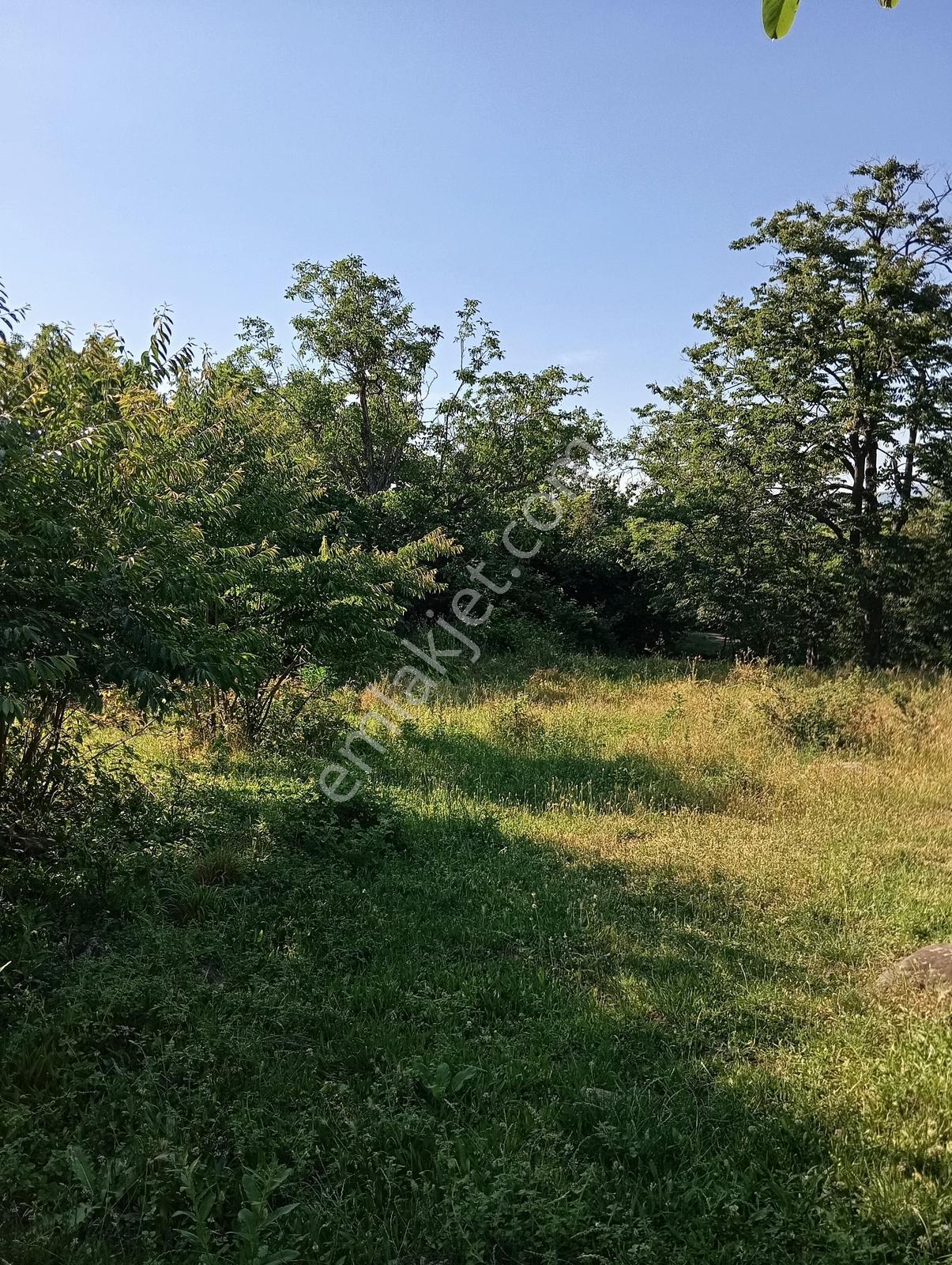 Cumalıkızık Köy İçinde 980 M2 Bahçe - Görsel 15