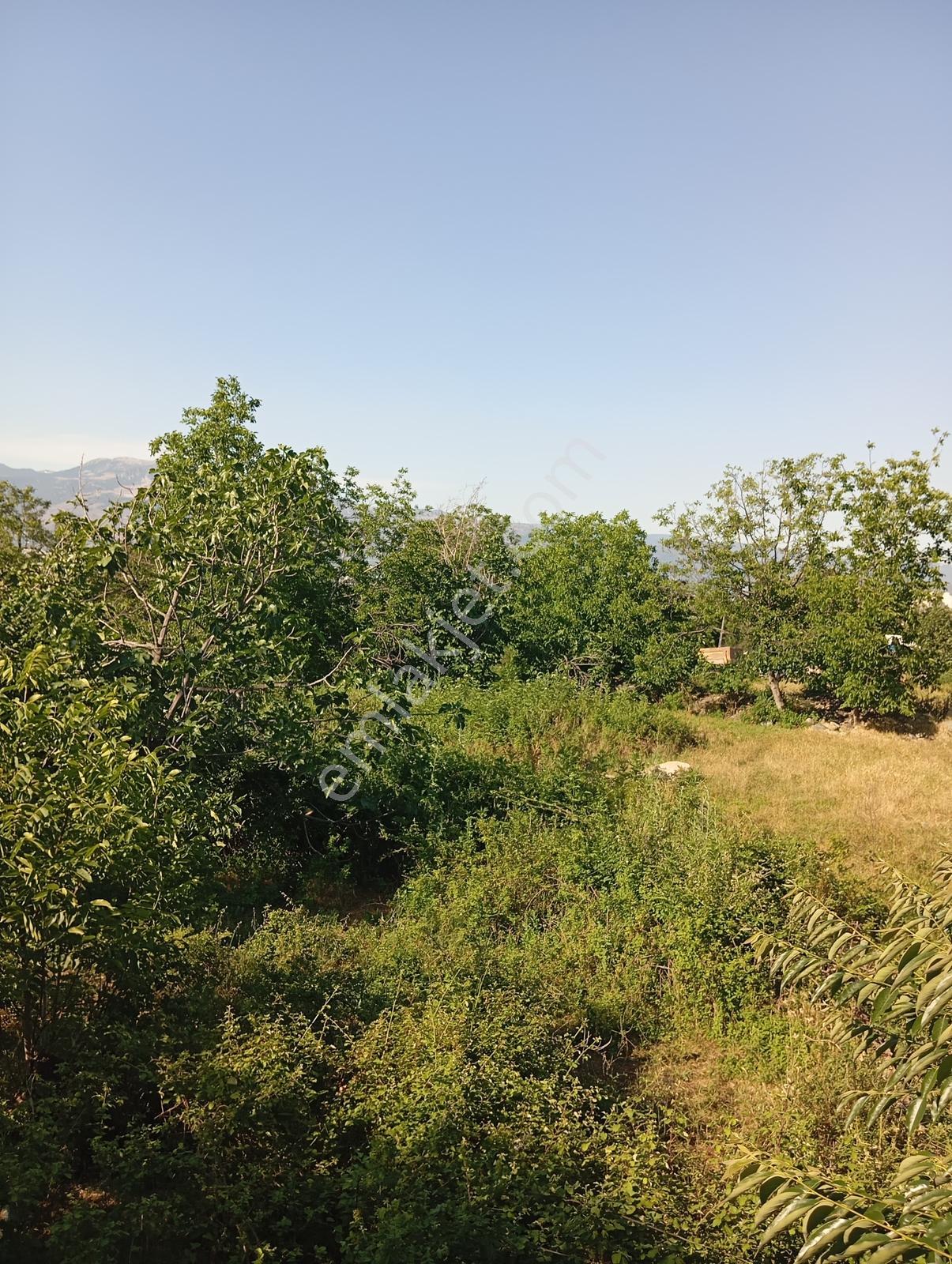 Cumalıkızık Köy İçinde 980 M2 Bahçe - Görsel 19