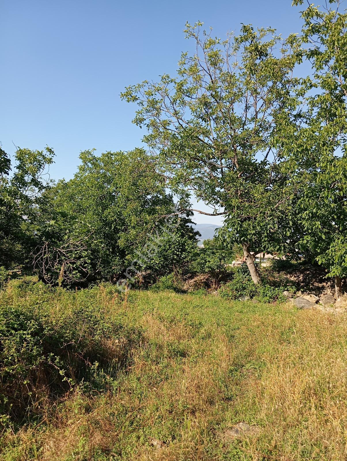 Cumalıkızık Köy İçinde 980 M2 Bahçe - Görsel 31