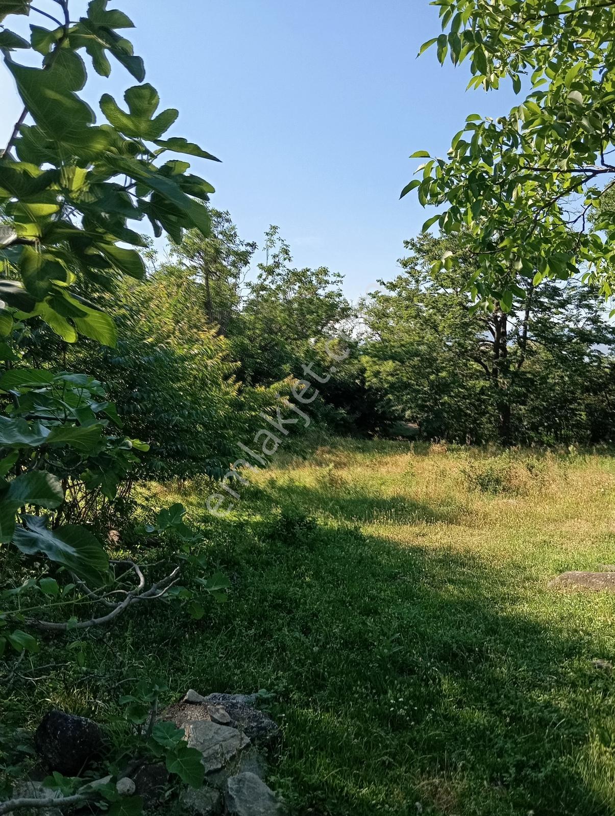 Cumalıkızık Köy İçinde 980 M2 Bahçe - Görsel 16