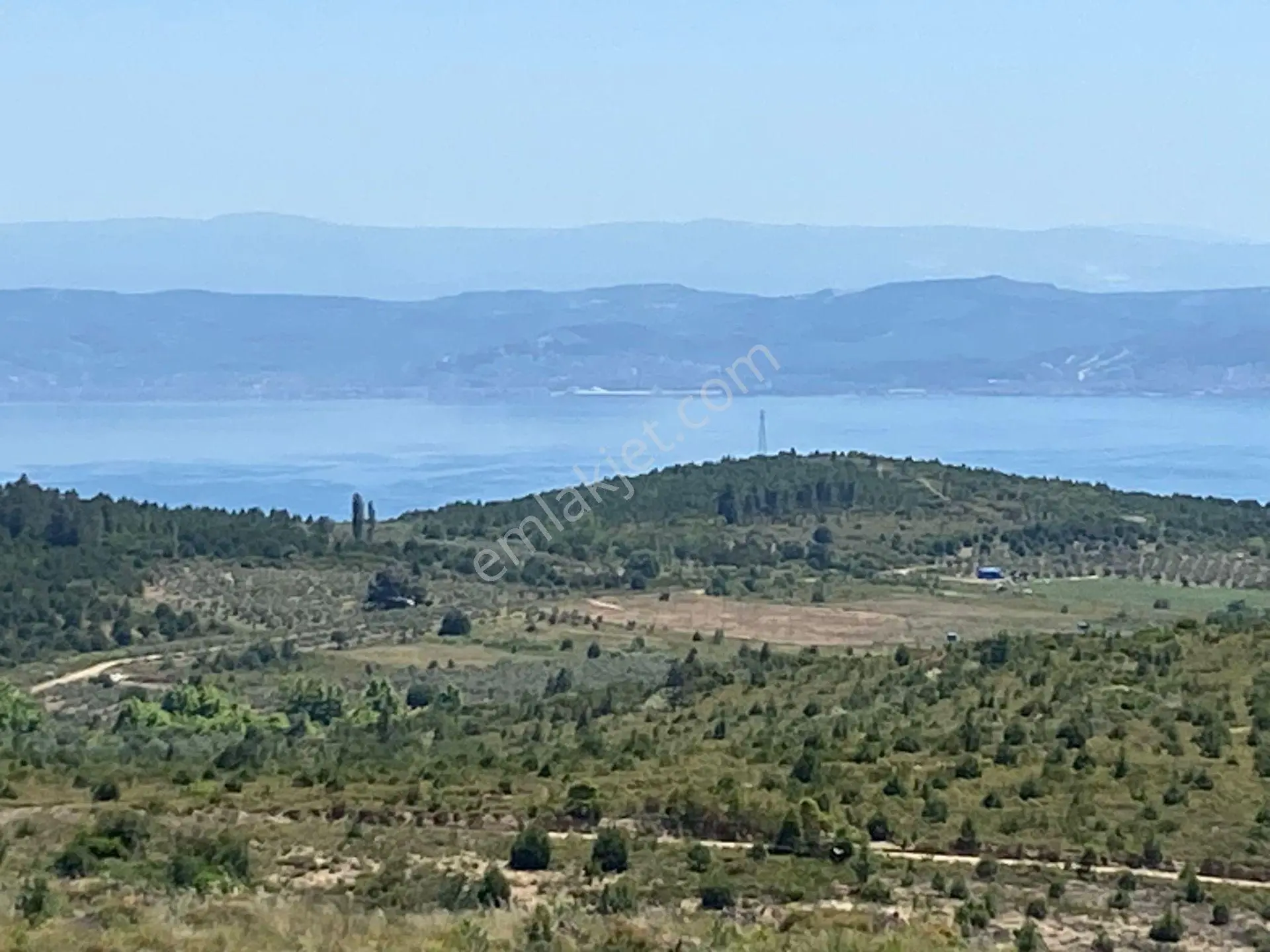 Armutlu Fıstıklı Yare 9.811 M2 Cevizlik