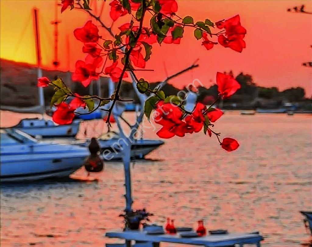 Bodrum Gümüşlük Denize 600m Geniş Bahçeli Manzaralı Villalar - Görsel 15