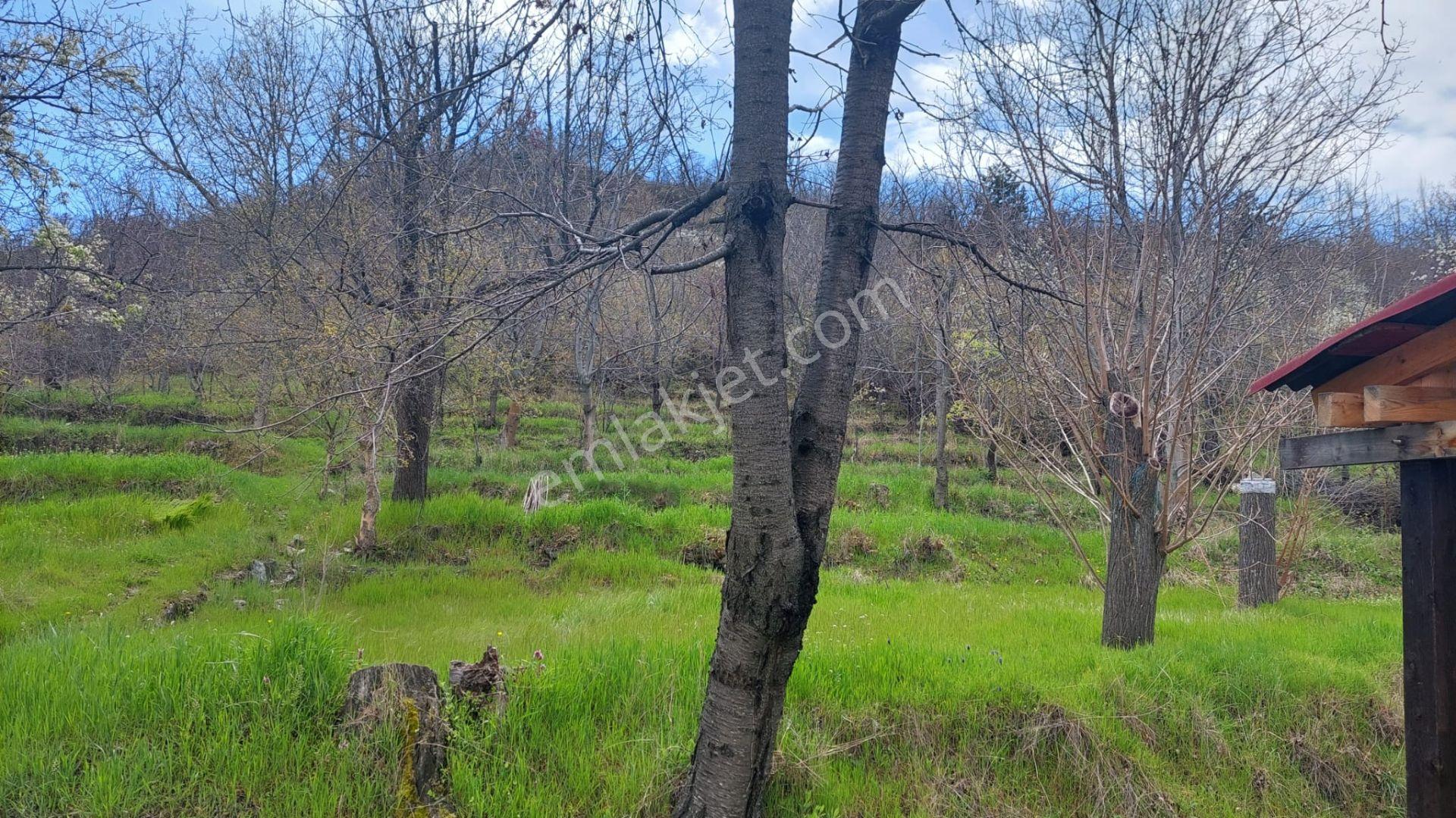 Kastamonu - Tosya Gökyer Mevkinde Satılık Bakımlı Bağ - Görsel 12