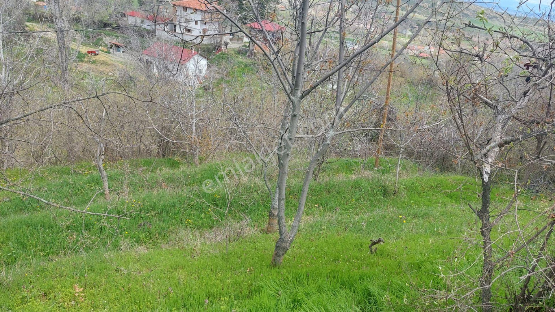 Kastamonu - Tosya Gökyer Mevkinde Satılık Bakımlı Bağ - Görsel 13