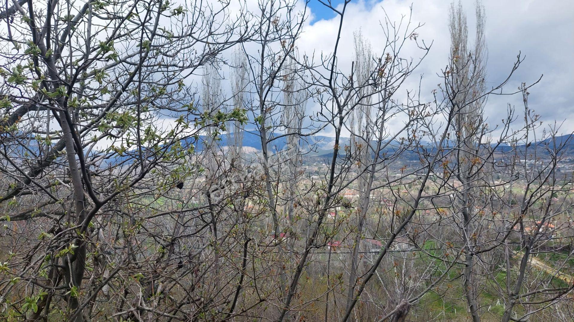 Kastamonu - Tosya Gökyer Mevkinde Satılık Bakımlı Bağ - Görsel 5