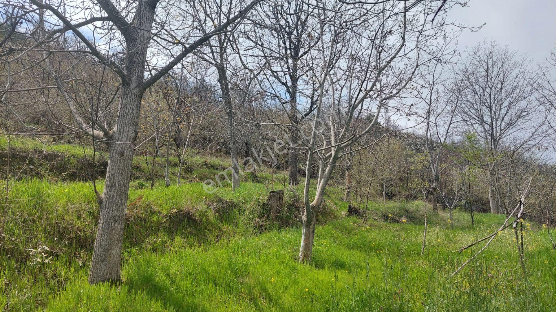 Kastamonu - Tosya Gökyer Mevkinde Satılık Bakımlı Bağ - Görsel 11