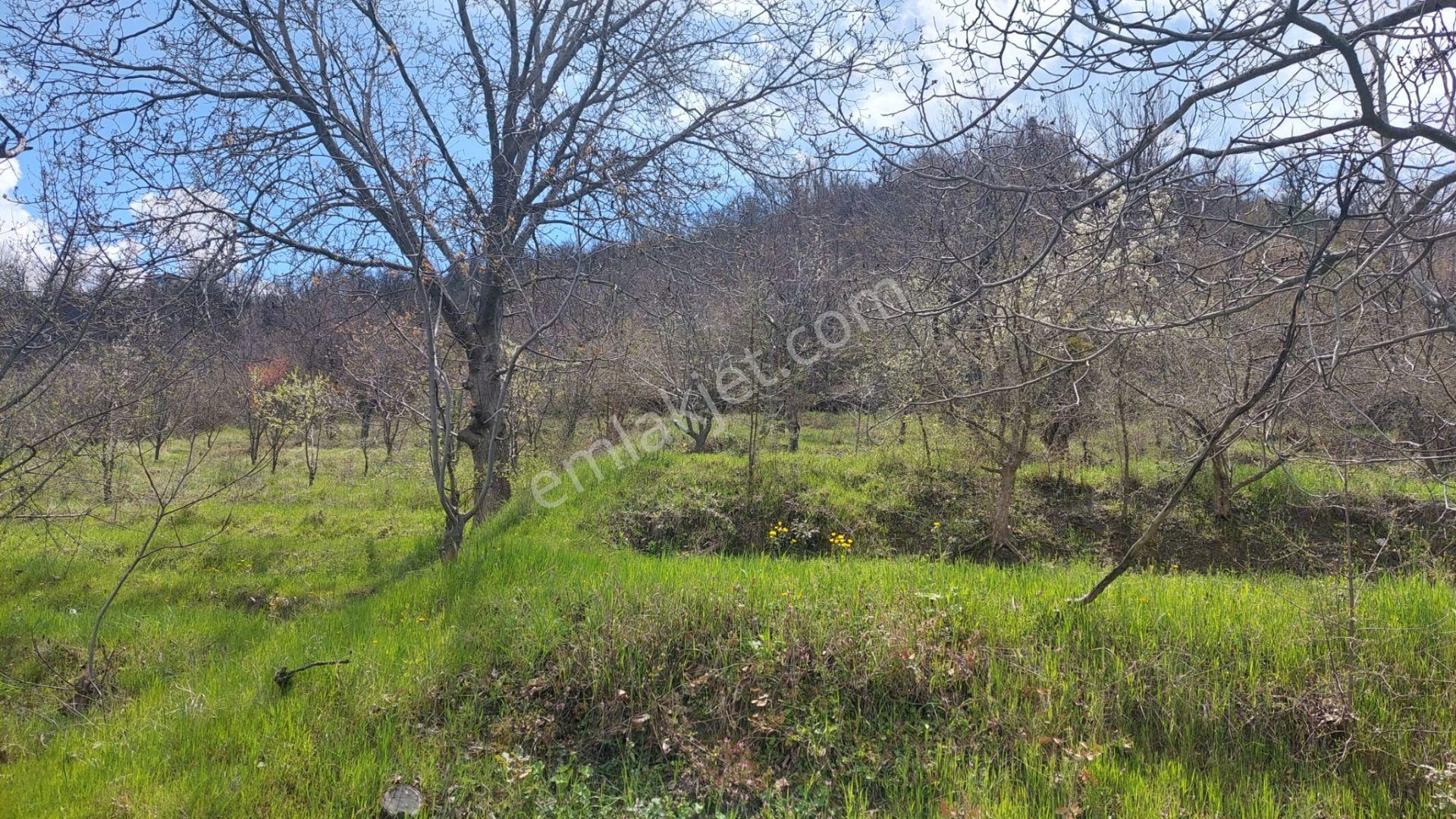 Kastamonu - Tosya Gökyer Mevkinde Satılık Bakımlı Bağ - Görsel 10