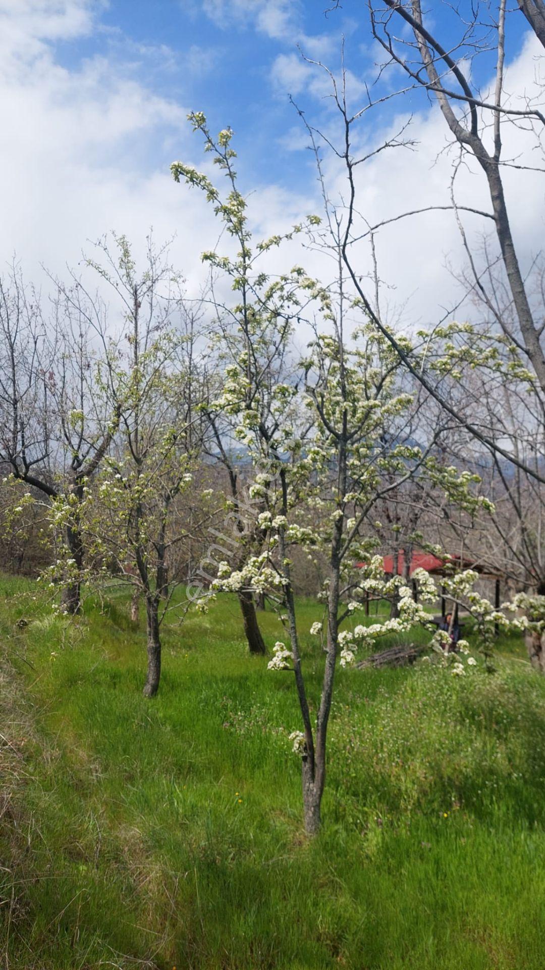 Kastamonu - Tosya Gökyer Mevkinde Satılık Bakımlı Bağ - Görsel 15