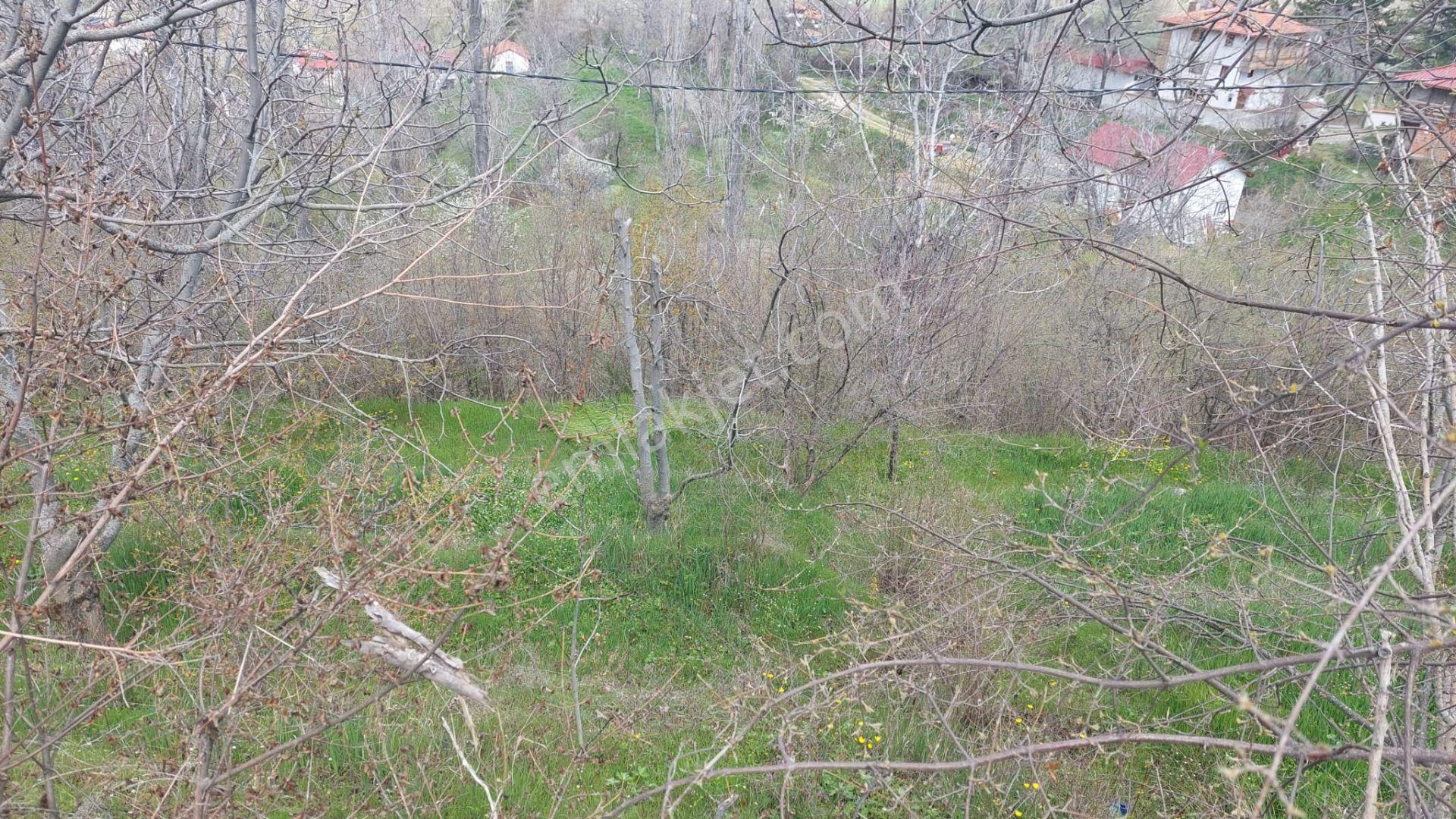 Kastamonu - Tosya Gökyer Mevkinde Satılık Bakımlı Bağ - Görsel 17