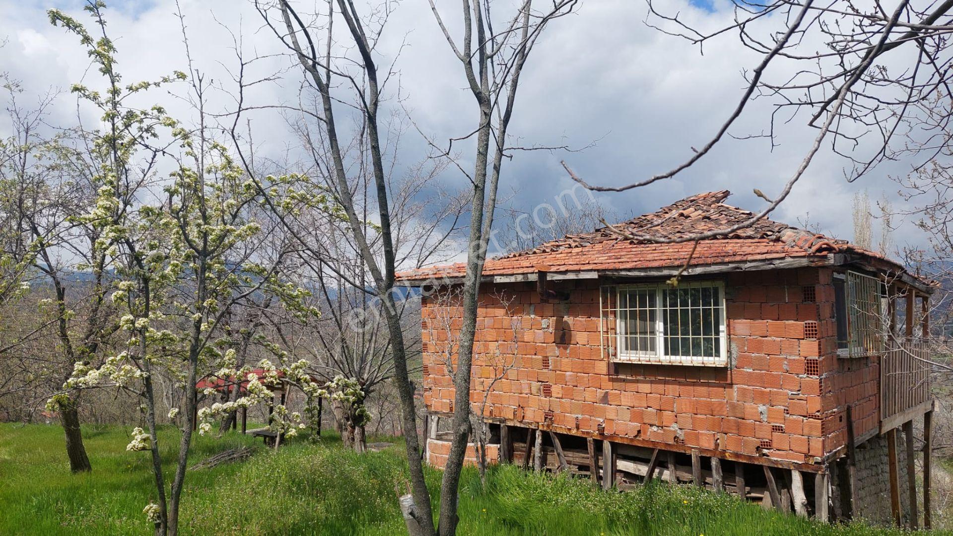 Kastamonu - Tosya Gökyer Mevkinde Satılık Bakımlı Bağ - Görsel 2