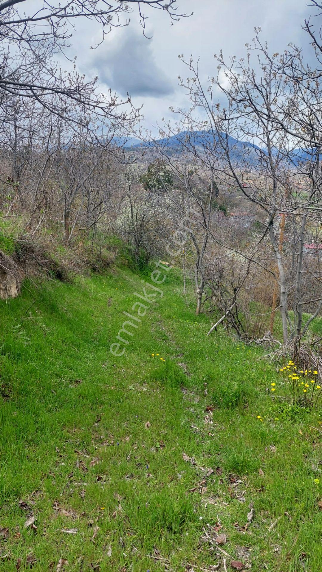 Kastamonu - Tosya Gökyer Mevkinde Satılık Bakımlı Bağ - Görsel 14