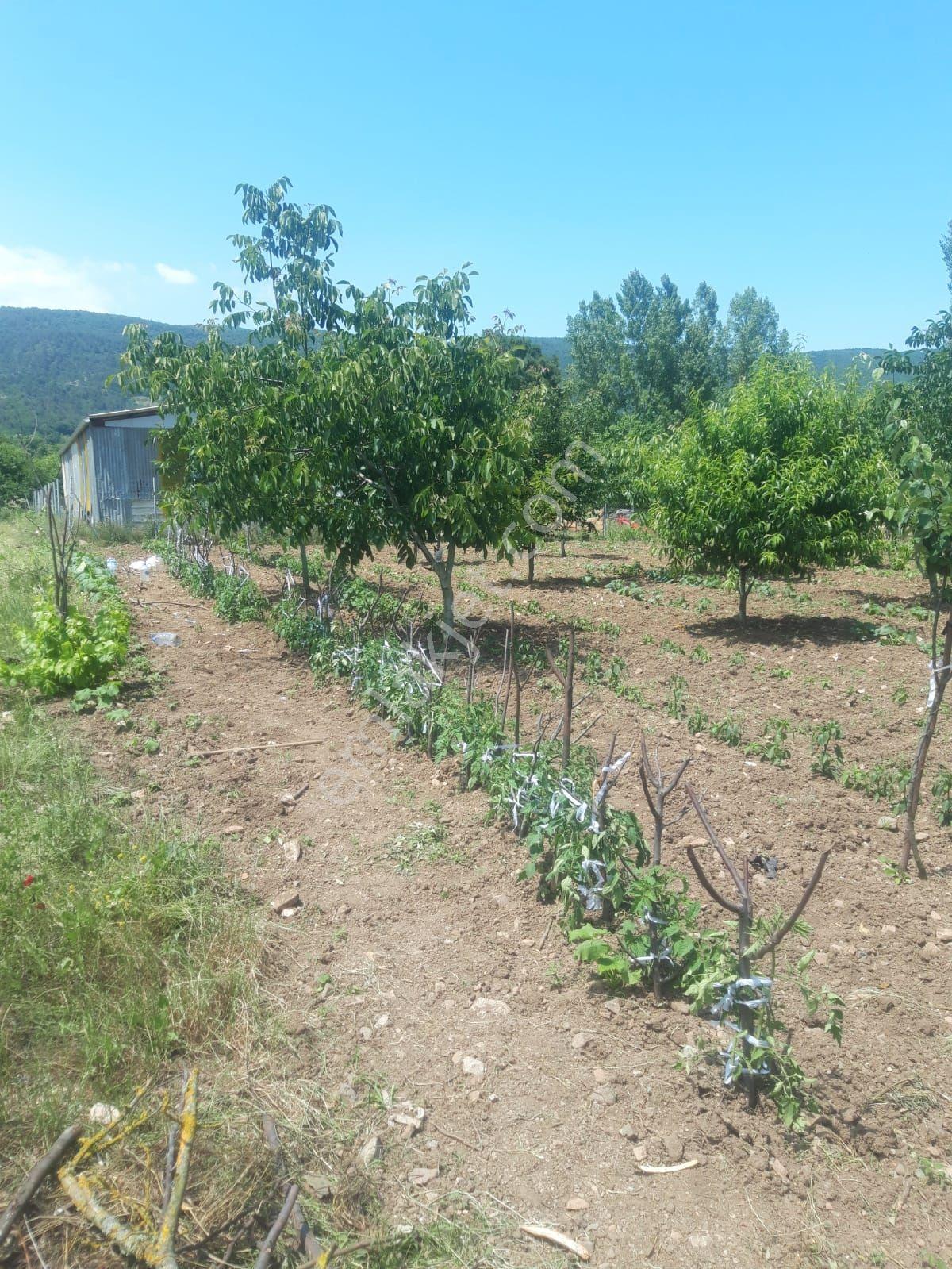 Bursa Kestel Gölcük Köyünde Satılık Bahçe Ve Tarla - Görsel 4