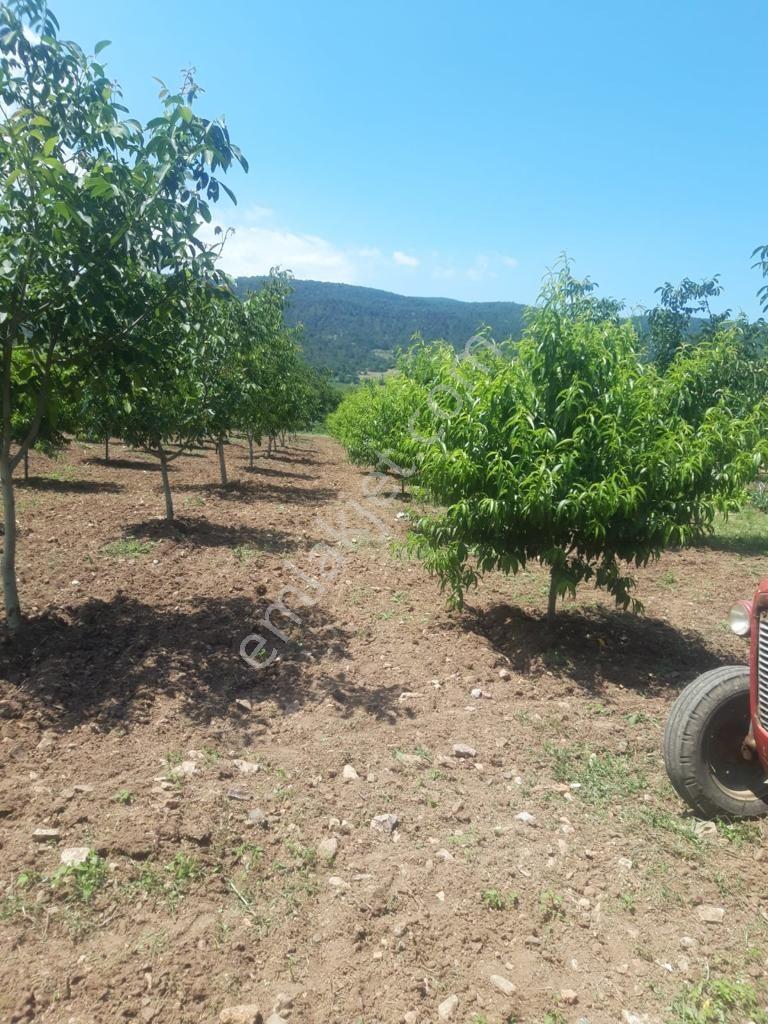 Bursa Kestel Gölcük Köyünde Satılık Bahçe Ve Tarla - Görsel 10