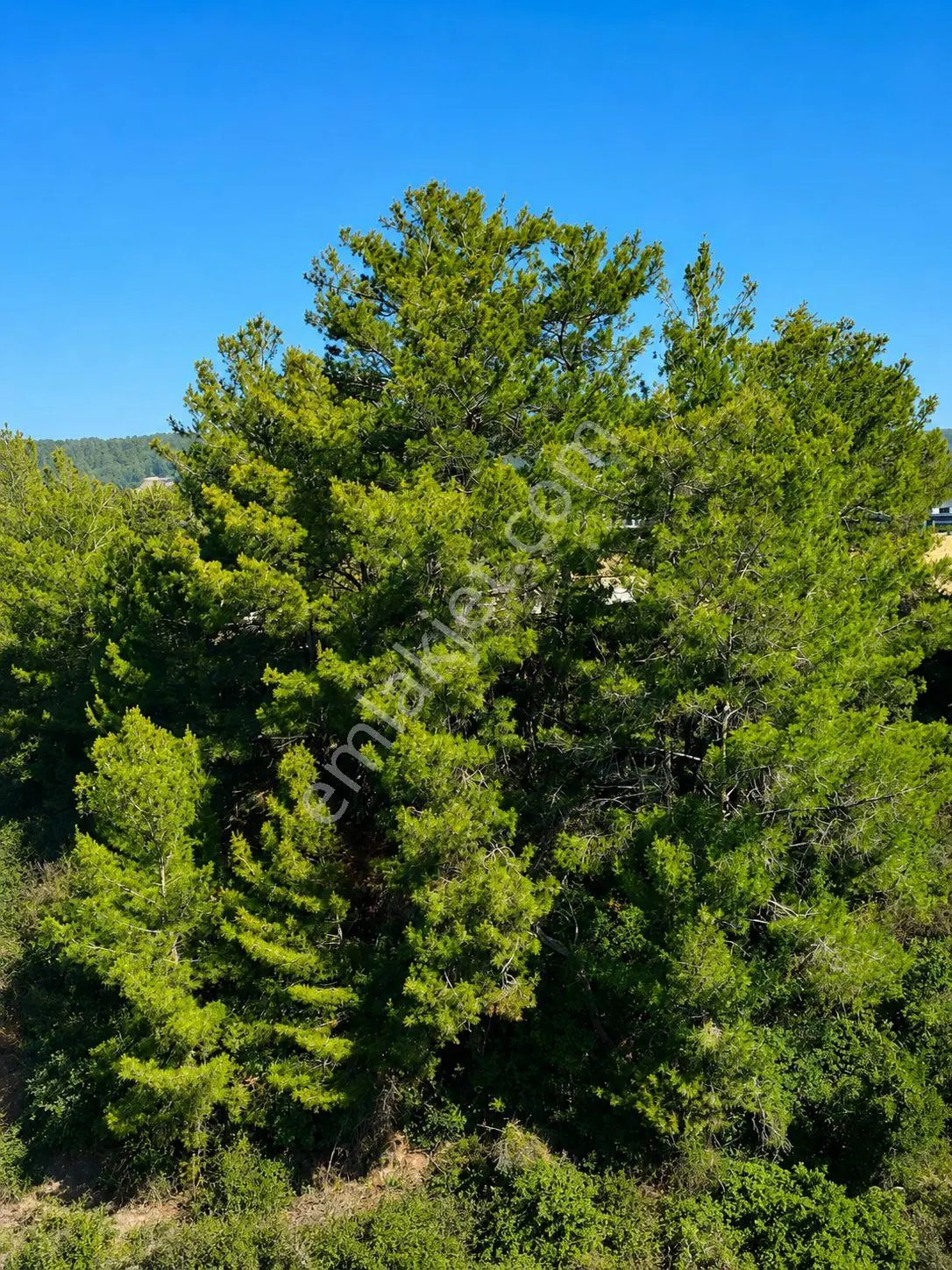 Kaş Kemer Mahallesi'nde 4.392 M² Müstakil Tapulu Satılık Doğa Cenneti Tarla - Görsel 3
