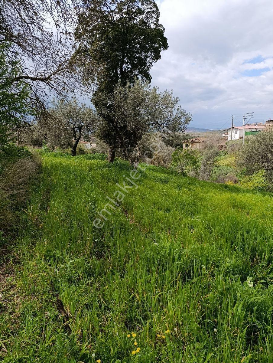 Akhisar Yenidoğan Da Satılık Kupon Arsa - Görsel 4