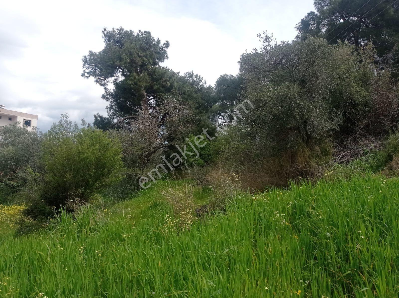 Akhisar Yenidoğan Da Satılık Kupon Arsa - Görsel 12