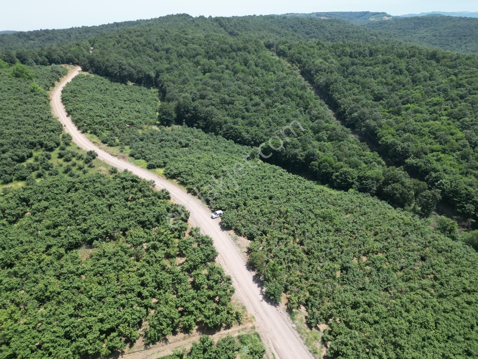 Hasanfakıda Yol Cepheli Verimli , Baraja Yakın Fındık Bahçesi - Görsel 29