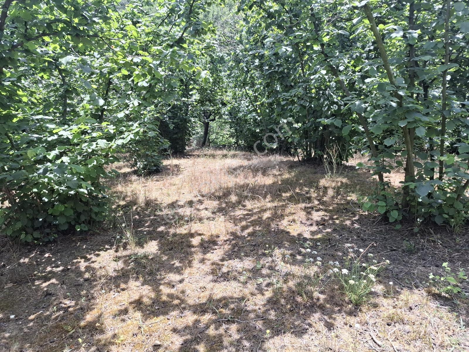Hasanfakıda Yol Cepheli Verimli , Baraja Yakın Fındık Bahçesi - Görsel 20