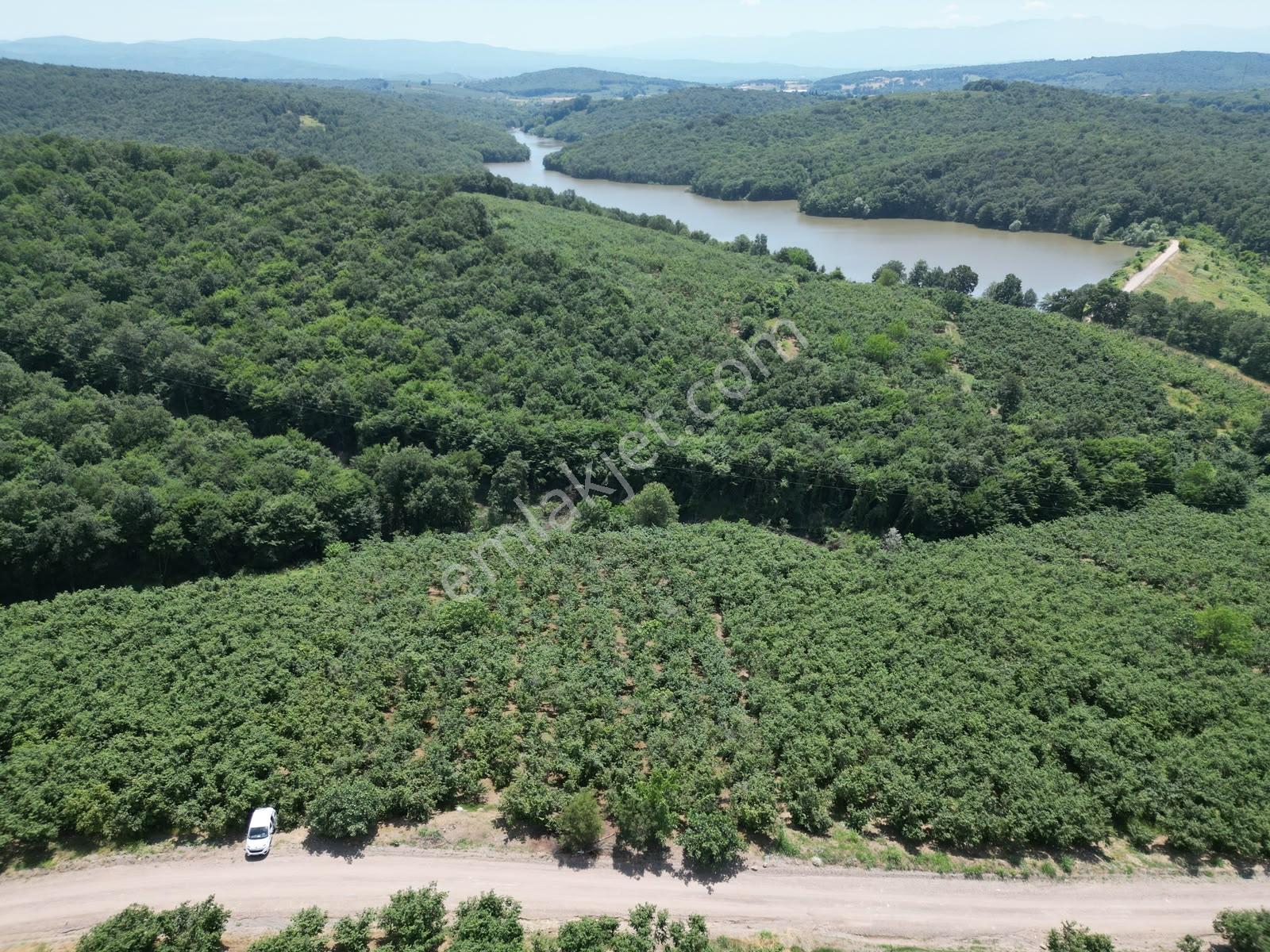 Hasanfakıda Yol Cepheli Verimli , Baraja Yakın Fındık Bahçesi - Görsel 30