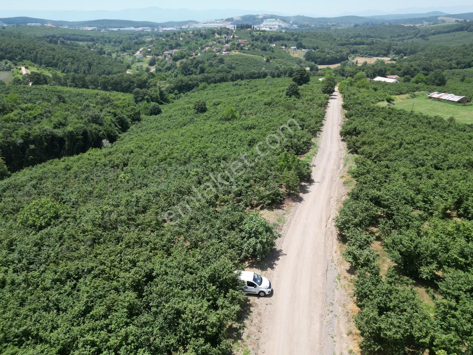Hasanfakıda Yol Cepheli Verimli , Baraja Yakın Fındık Bahçesi - Görsel 26