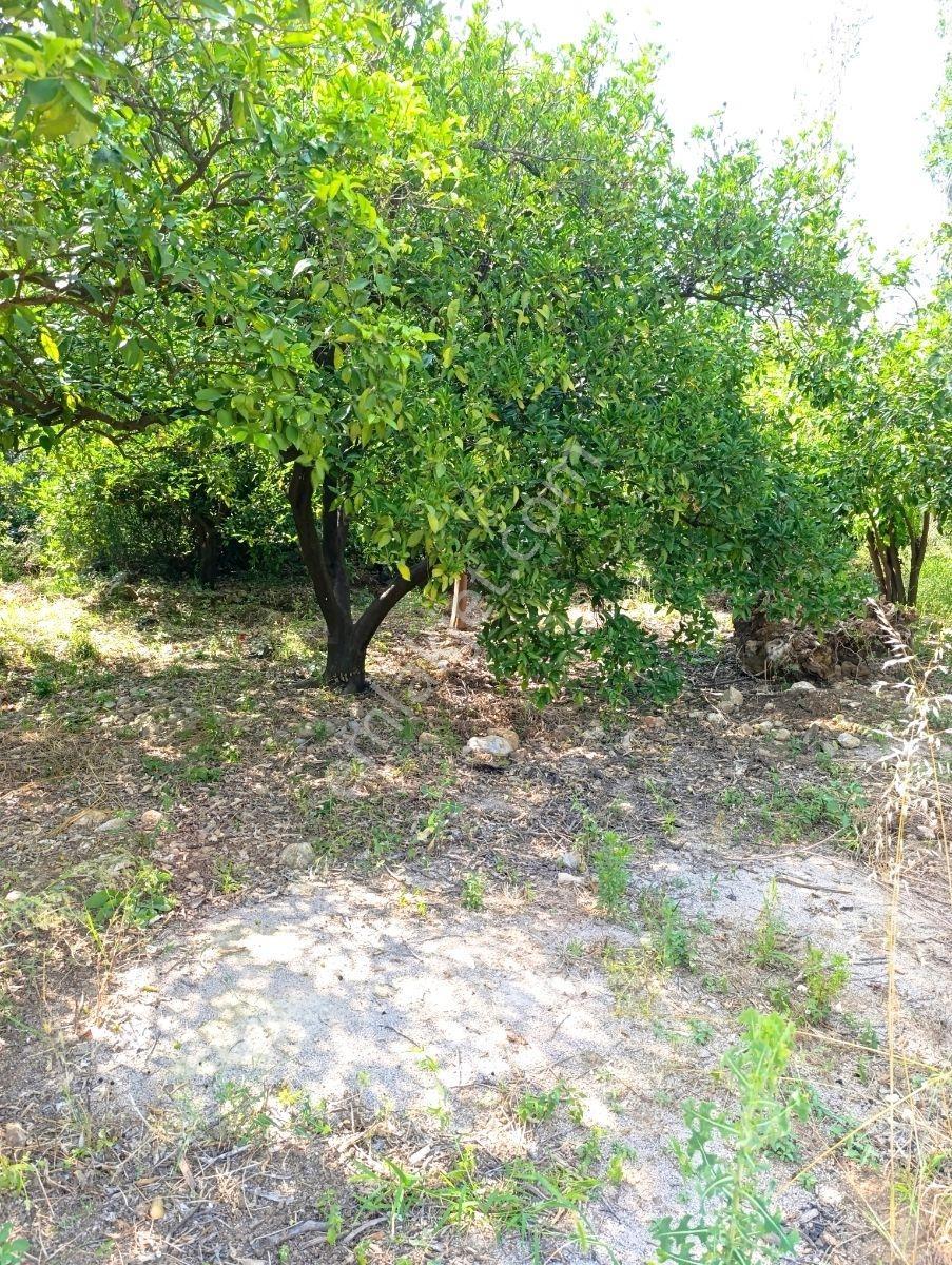 Anadolu Gayrimenkulden Ağlıboğazda Villa Arsası - Görsel 14