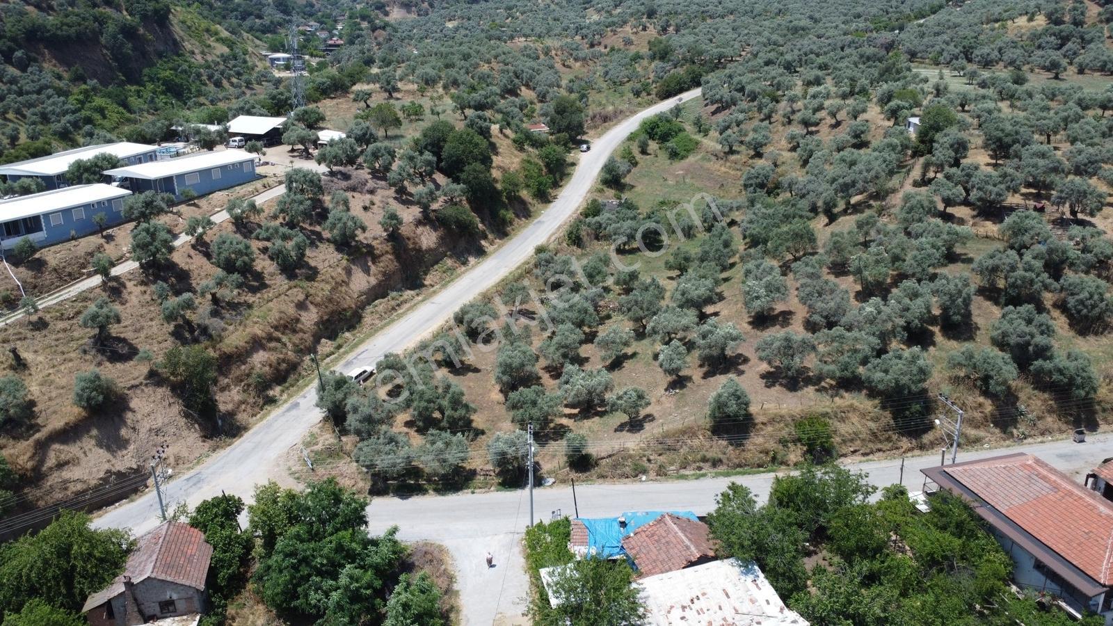 Efeler Çayyüzü'nde Köy İçi İmarlı, İnşaat İzni Olan Zeytinlik! - Görsel 24