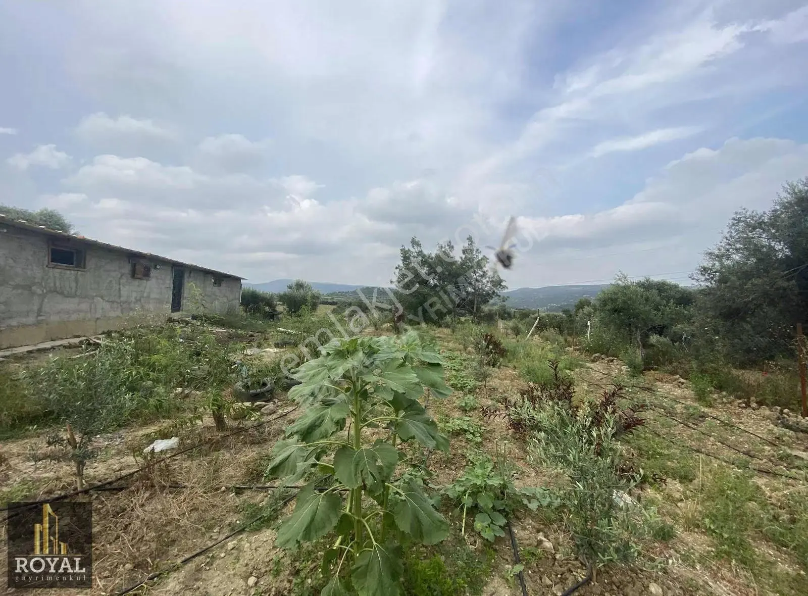 Royal Den Karadırlık Köyünde Satılık 10.800 M2 Tarla - Görsel 3