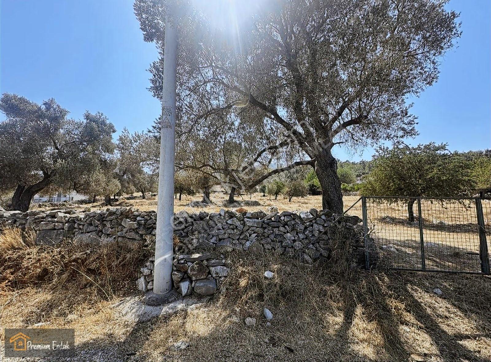 Bodrum/pınarlıbelen İnişdibi Yola Cephe Zeytinli Tarla. - Görsel 6