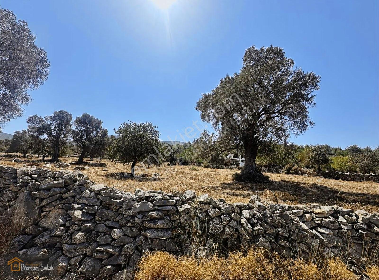 Bodrum/pınarlıbelen İnişdibi Yola Cephe Zeytinli Tarla. - Görsel 5