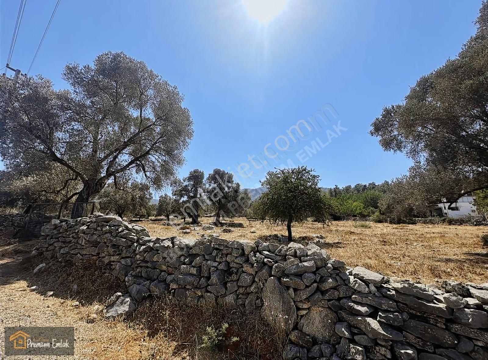 Bodrum/pınarlıbelen İnişdibi Yola Cephe Zeytinli Tarla.