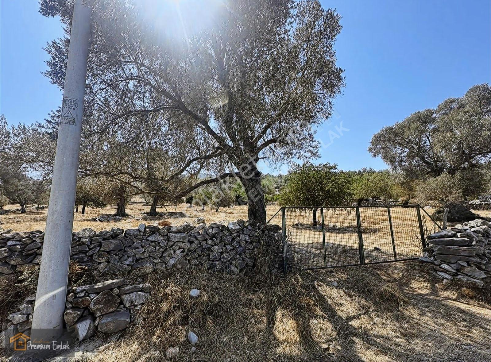 Bodrum/pınarlıbelen İnişdibi Yola Cephe Zeytinli Tarla. - Görsel 2