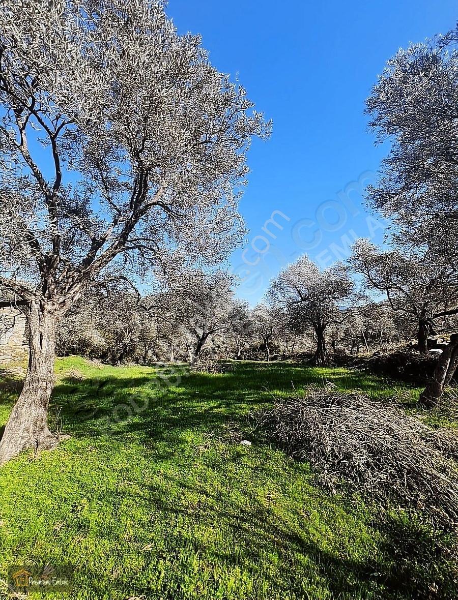 Milas Karacahisarda Köy İçi Kağir Ev Ve 980 M2 Arsası - Görsel 17