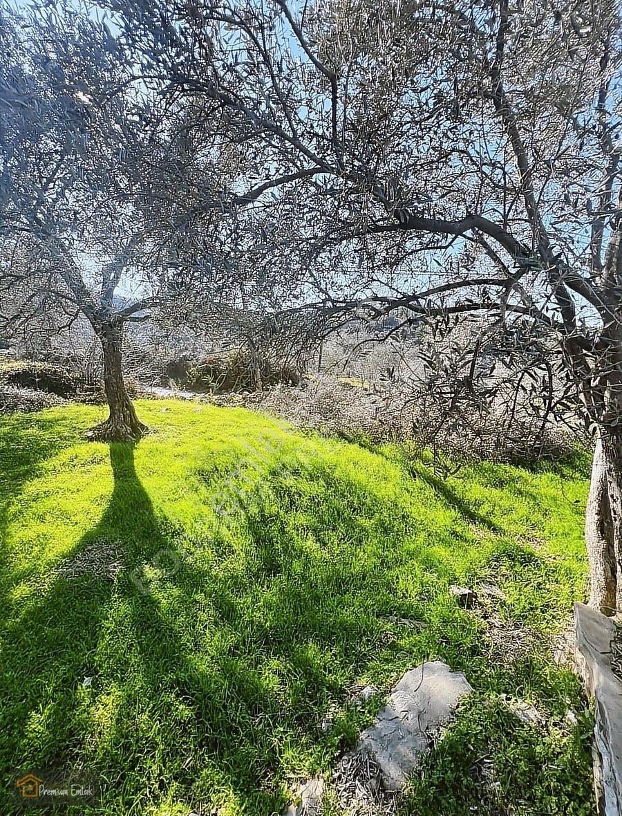 Milas Karacahisarda Köy İçi Kağir Ev Ve 980 M2 Arsası - Görsel 9