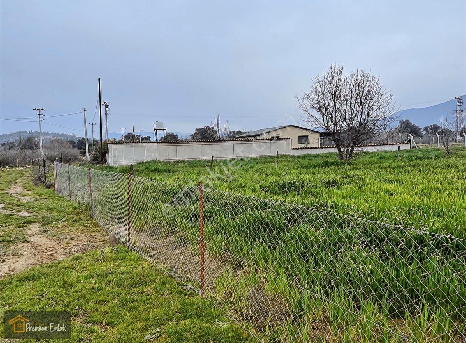 Milas Kısırlarda 4.136 Mt2 Zeytinli Muhteşem Tarla
